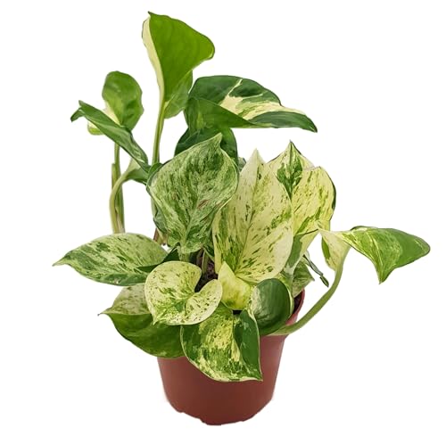 Fangblatt - Epipremnum 'Marble Apple' - exotische Zimmerpflanze im Ø 12 cm Topf - pflegeleichte Grünpflanze mit einzigartigem Marmor-Effekt von Fangblatt