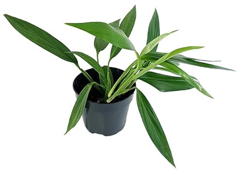 Fangblatt - Epipremnum amplissimum - elegante Efeutute im Ø 14 cm Topf - außergewöhnliche Grünpflanze von Fangblatt