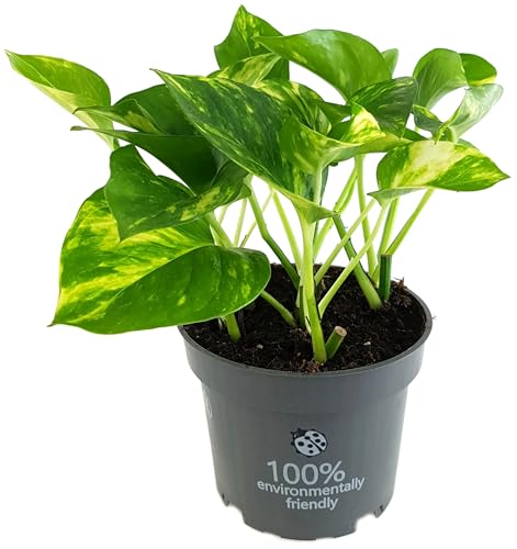 Fangblatt - Epipremnum aureum - goldene Efeutute - exotische Zimmerpflanze von Fangblatt