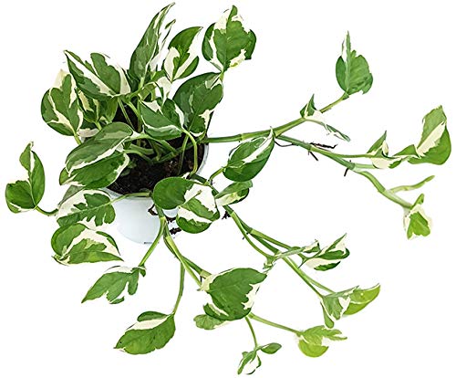 Fangblatt - Epipremnum pinnatum 'N-Joy' - panaschierte Efeutute - grün-weiße Zimmerpflanze zum Hängen von Fangblatt