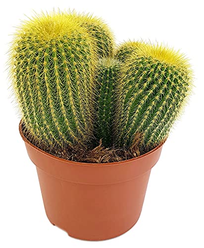 Fangblatt - Eriocactus leninghausii (Parodia) - Goldsäulenkaktus im Ø 10 cm Topf - pflegeleichter Kaktus von Fangblatt