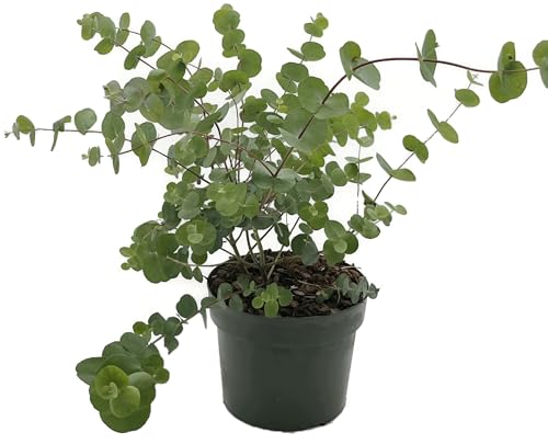 Fangblatt - Eucalyptus gunnii Pflanze - aromatischer Raumduft & Gartenfreude - außergewöhnliche Grünpflanze mit Duft von Fangblatt