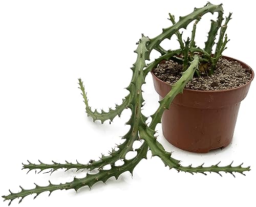 Fangblatt - Euphorbia knuthii - knollenartige Wolfsmilch im Ø 12 cm Topf - pflegeleichte Zimmerpflanze - außergewöhnliche Sukkulente von Fangblatt