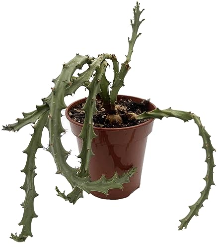 Fangblatt - Euphorbia knuthii - knollenartige Wolfsmilch im Ø 9 cm Topf - pflegeleichte Zimmerpflanze - außergewöhnliche Sukkulente von Fangblatt