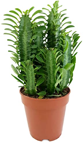 Fangblatt Euphorbia trigona Green - grüne dreikantige Wolfsmilch pflegeleichte Sukkulente ca. 30 cm hoch Zimmerpflanze von Fangblatt