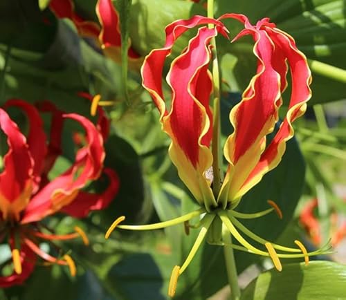 Fangblatt - Gloriosa rothschildiana - rote Ruhmeskrone - loses Rhizom ca. 10 cm lang - exotische Zimmerpflanze von Fangblatt