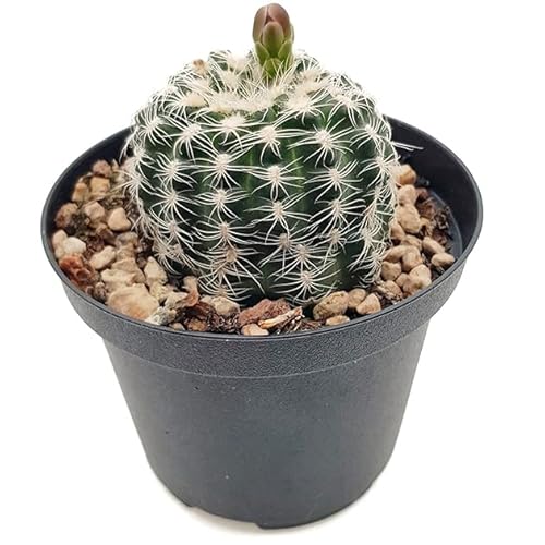 Fangblatt - Gymnocalycium bruchii - bezaubernder Zwergkaktus im Ø 9 cm Topf - exotische Zimmerpflanze - pflegeleichte Sukkulente von Fangblatt