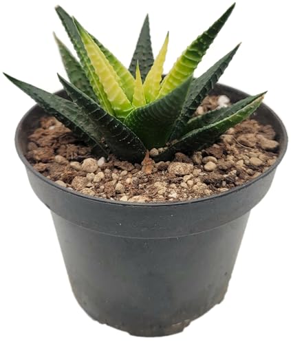 Fangblatt - Haworthia limifolia 'Twister' variegata - exquisite panaschierte Sukkulente - auffällige spiralförmige Blätter - perfekte Zimmerpflanze von Fangblatt