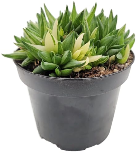 Fangblatt - Haworthia marumiana variegata - seltene, bunt variierte Sukkulente - im Ø 9 cm Topf - Zimmerpflanze perfekt für Sammler von Fangblatt