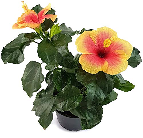 Fangblatt - Hibiskus 'Seppe' - die Hawaiblume mit farbenfrohen Blüten - der Rosen-Eibich ist als Pflanze für die Wohnung, Balkon oder Terrasse eine absolute Augenweide von Fangblatt