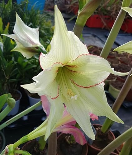 Fangblatt - Hippeastrum 'Magic Green ' - Amaryllis - fantastischer Ritterstern - getopft und im Austrieb von Fangblatt