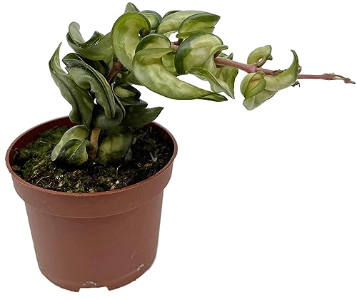 Fangblatt - Hoya carnosa compacta "variegata" - seltene Zimmerpflanze - pflegeleichte Wachsblume/Porzellanblume mit panaschierten Laub - Ø 12 cm Topf von Fangblatt
