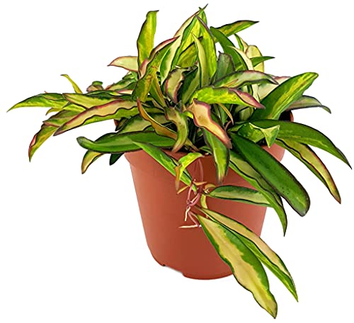 Fangblatt - Hoya wayetii variegata - außergewöhnliche Porzellanblume mit bunten Blättern - exotische Zimmerpflanze von Fangblatt
