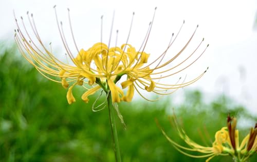 Fangblatt - Lycoris aurea Blumenzwiebel - Goldene Spider-Lilie - Exotische Schönheit für Garten und Wohnung - Lose Zwiebel von Fangblatt