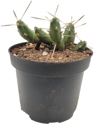 Fangblatt - Maihueniopsis molfin - außergewöhnlicher Kaktus im Ø 9 cm Topf - exotische Sukkulente für Ihr Zuhause von Fangblatt
