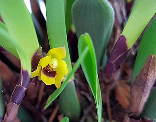 Fangblatt - Maxillaria variabilis - exotische Orchidee im Ø 11 cm Topf - außergewöhnliche Zimmerpflanze Fangblatt - Maxillaria variabilis - exotische Orchidee im Ø 11 cm Topf - außergewöhnliche Zimmerpflanze von Fangblatt