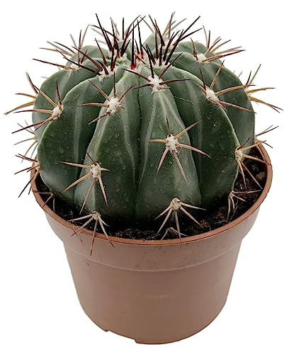 Fangblatt - Melocactus maxonii - Melonenkaktus im Ø 10 cm Topf - auffälliger Kugelkaktus von Fangblatt