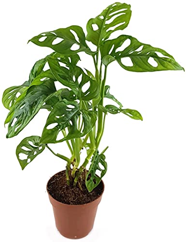Fangblatt - Monstera adansonii - schiefes Fensterblatt im Ø 12 cm Topf - stilvolle Grünpflanze - perfekte Dekoration für Ihr Zuhause von Fangblatt