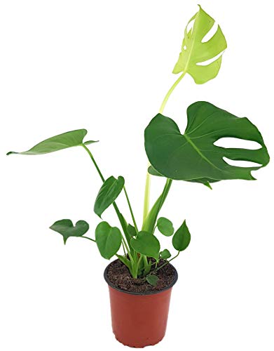 Fangblatt - Monstera deliciosa - köstliches Fensterblatt - Ø 14 cm Topf, ca. 50 cm hoch - mit der Zimmerpflanze voll im Trend von Fangblatt