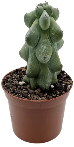 Fangblatt - Myrtillocactus geometrizans "Fukurokuryuzinboku" - Boobie Cactus - seltene Pflanzen-Rarität - Ø 9 cm Topf - pflegeleichte Sukkulente von Fangblatt