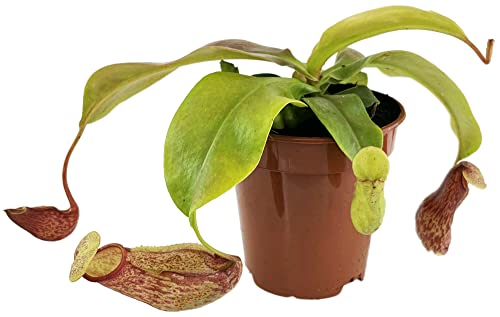 Fangblatt - Nepenthes 'Gaya' (khasiana x (ventricosa x maxima)) - eindrucksvolle Kannenpflanze - faszinierende fleischfressende Pflanze - Karnivore (M) von Fangblatt
