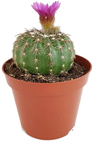Fangblatt - Notocactus uebelmannianus (Parodia) - bezaubernder Kaktus mit auffallenden pinken Blüten Ø 9 cm Topf - pflegeleichte Zimmerpflanze von Fangblatt