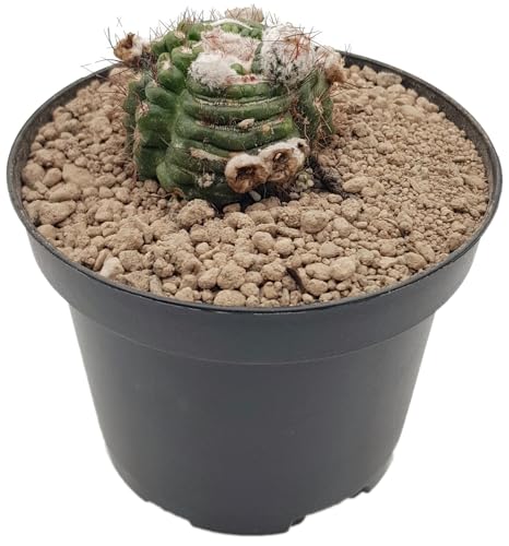 Fangblatt - Notocactus uebelmannianus "Monstrosus" - außergewöhnliche Sukkulente - seltener Wellenkaktus und pflegeleichte Zimmerpflanze von Fangblatt