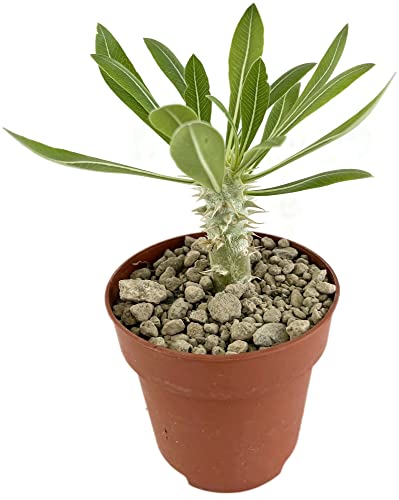 Fangblatt - Pachypodium horombense Ø 9 cm - besondere Madagaskarpalme - atemberaubende Caudexpflanze - pflegeleichte Zimmerpflanze von Fangblatt