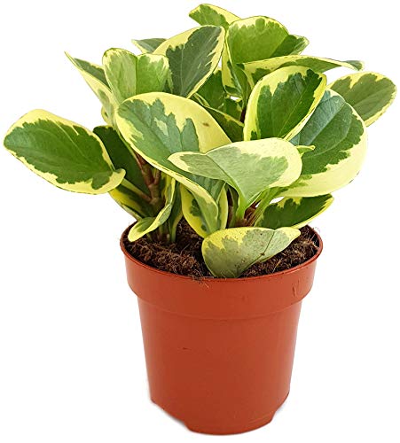 Fangblatt - Peperomia obtusifolia variegata - Zwergpfeffer mit grün-weißen Blättern - immergrüne Zimmerpflanze Fangblatt - Peperomia obtusifolia variegata - Zwergpfeffer mit grün-weißen Blättern - immergrüne Zimmerpflanze von Fangblatt