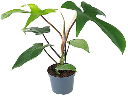 Fangblatt - Philodendron Florida im Ø 12 cm Topf - exotischer Baumfreund mit außergewöhnlichen Blätter - wundervolle Grünpflanze für Ihr Zuhause von Fangblatt