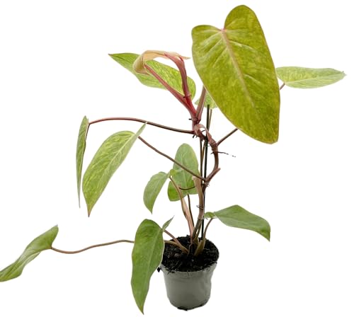 Fangblatt - Philodendron Painted Lady - wundervolle Grünpflanze ↑ ca. 35 cm - bunte und pflegeleichte Zimmerpflanze von Fangblatt