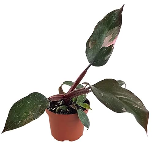 Fangblatt - Philodendron Pink Princess ''M - Ø 9 cm''Topf - Baumfreund mit pinker Färbung - atemberaubende Sammlerpflanze - wundervolle Grünpflanze von Fangblatt