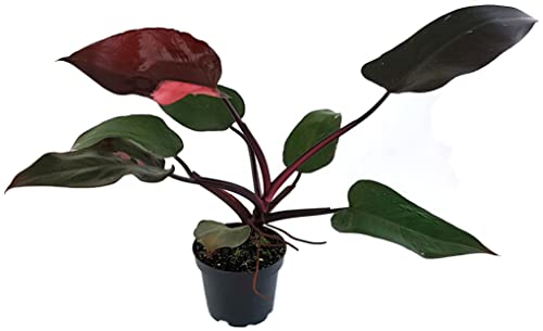 Fangblatt - Philodendron Pink Princess - seltener Baumfreund mit pinker Färbung - atemberaubende Sammlerpflanze von Fangblatt