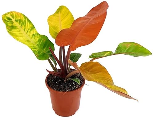 Fangblatt - Philodendron Prince of Orange - herbstlicher Baumfreund im Ø 16 cm Topf - bunte Zimmerpflanze von Fangblatt