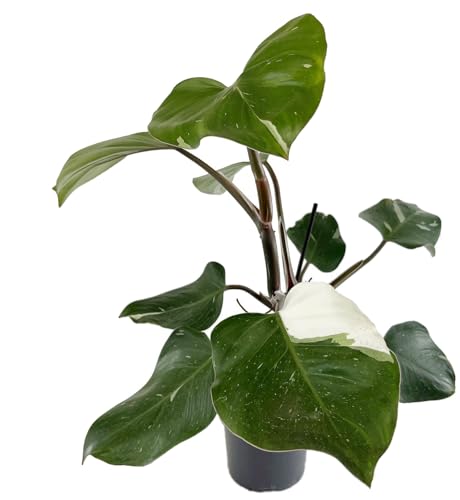 Fangblatt - Philodendron 'White Knight' - grün-weißer Baumfreund im Ø 12 cm Topf, ca. 30 cm hoch - außergewöhnliche Zimmerpflanze von Fangblatt