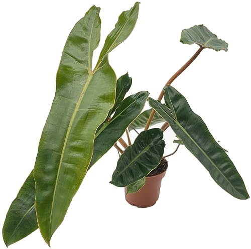 Fangblatt - Philodendron billietiae - gigantischer Baumfreund im Ø 12 cm Topf - pflegleichte Zimmerpflanze Fangblatt - Philodendron billietiae - gigantischer Baumfreund im Ø 12 cm Topf - pflegleichte Zimmerpflanze von Fangblatt