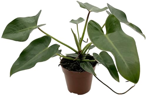 Fangblatt - Philodendron corcovadensis - anmutiger Baumfreund im Ø 12 cm Topf - exotische Zimmerpflanze von Fangblatt