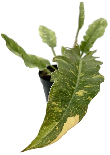 Fangblatt - Philodendron narrow 'Ring of Fire' - Ø 12 cm Topf - exotische Grünpflanze mit bunten Blättern - pflegeleichte Zimmerpflanze von Fangblatt