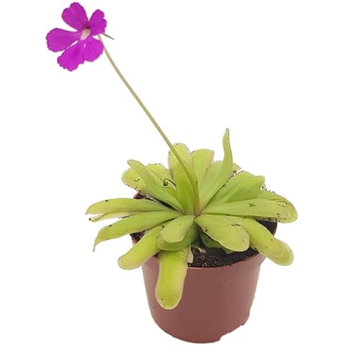 Fangblatt - Pinguicula "Saskia" - elegantes Fettkraut mit pinker Blüte - Ø 9 cm Topf - fleischfressende Pflanze von Fangblatt
