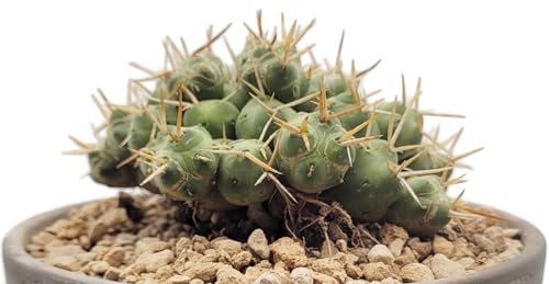 Fangblatt - Puna Incahuasi - seltener exotischer Kaktus - groß in einer Ø 15 cm Schale - einfach zu pflegende Zimmerpflanze - Ideal für Sammler von Fangblatt