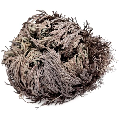 Fangblatt - Rose von Jericho – Selaginella lepidophylla - Auferstehungspflanze - Symbol für Hoffnung & neues Leben - Faszinierendes Geschenk & Zimmerdeko Fangblatt - Rose von Jericho – Selaginella lepidophylla - Auferstehungspflanze - Symbol für Hoffnung & neues Leben - Faszinierendes Geschenk & Zimmerdeko von Fangblatt