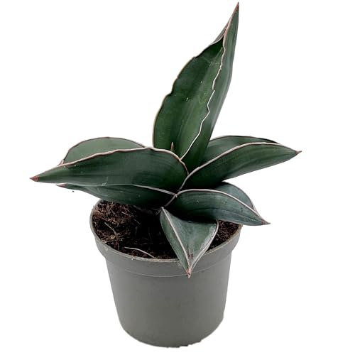 Fangblatt - Sansevieria ehrenbergii 'Samurai' – kompakte Zwerg-Schwertpflanze - pflegeleichter Bogenhanf/Sanseverie - robuste Zimmerpflanze Fangblatt - Sansevieria ehrenbergii 'Samurai' – kompakte Zwerg-Schwertpflanze - pflegeleichter Bogenhanf/Sanseverie - robuste Zimmerpflanze von Fangblatt