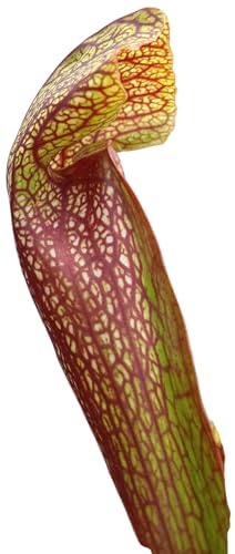 Fangblatt - Sarracenia cv. 'Dixie Lace' - exotische karnivore Pflanze im 9er Pflanztopf von Fangblatt
