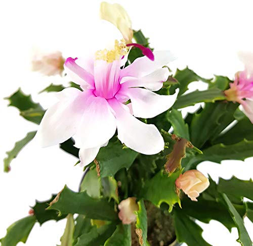 Fangblatt - Schlumbergera Hybride "wild" - Weihnachtskaktus mit weiß rosa Blüten - hängender Kaktus - pflegeleichte Zimmerpflanze von Fangblatt