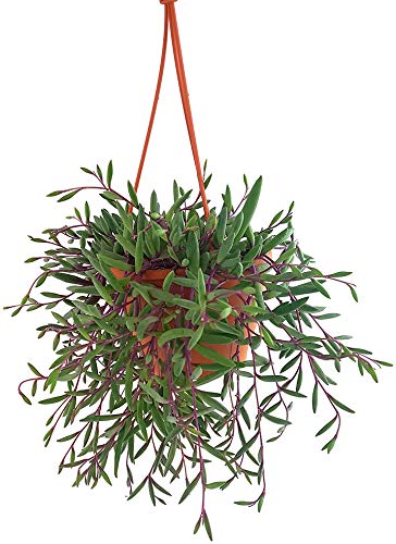 Fangblatt - Senecio herreianus 'Purple Flush' - violett-grüne Erbsenpflanze - exotische Sukkulente - hängende Zimmerpflanze von Fangblatt