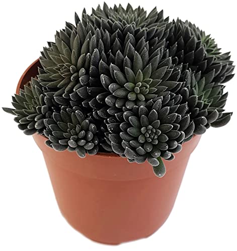 Fangblatt - Sinocrassula yannanensis"Napoli Noire" - chinesisches Dickblatt - pflegeleichte schwarze Zimmerpflanze Ø 11 cm Topf von Fangblatt