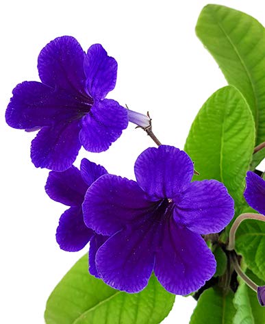 Fangblatt - Streptocarpus Intensive Blue - afrikanisches Veilchen – Drehfrucht mit zarten Blüten – eine duftende und exotische Zierpflazne von Fangblatt