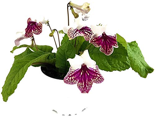 Fangblatt - Streptocarpus "dunkelroter Schneesturm" - afrikanisches Veilchen – Drehfrucht mit zarten Blüten – eine duftende und exotische Zierpflanze von Fangblatt