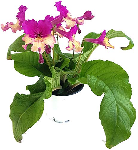 Fangblatt - Streptocarpus rosa/gelb - afrikanisches Veilchen – Drehfrucht mit zarten Blüten – eine duftende und exotische Zierpflanze von Fangblatt