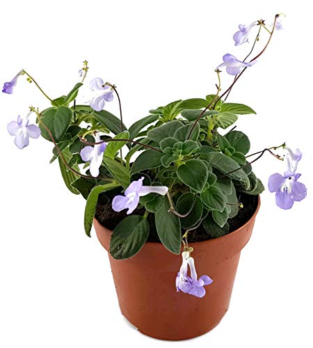 Fangblatt - Streptocarpus saxorum - zauberhaftes afrikanisches Veilchen – Drehfrucht mit wundervollen Blüten – eine duftende Zierpflanze von Fangblatt